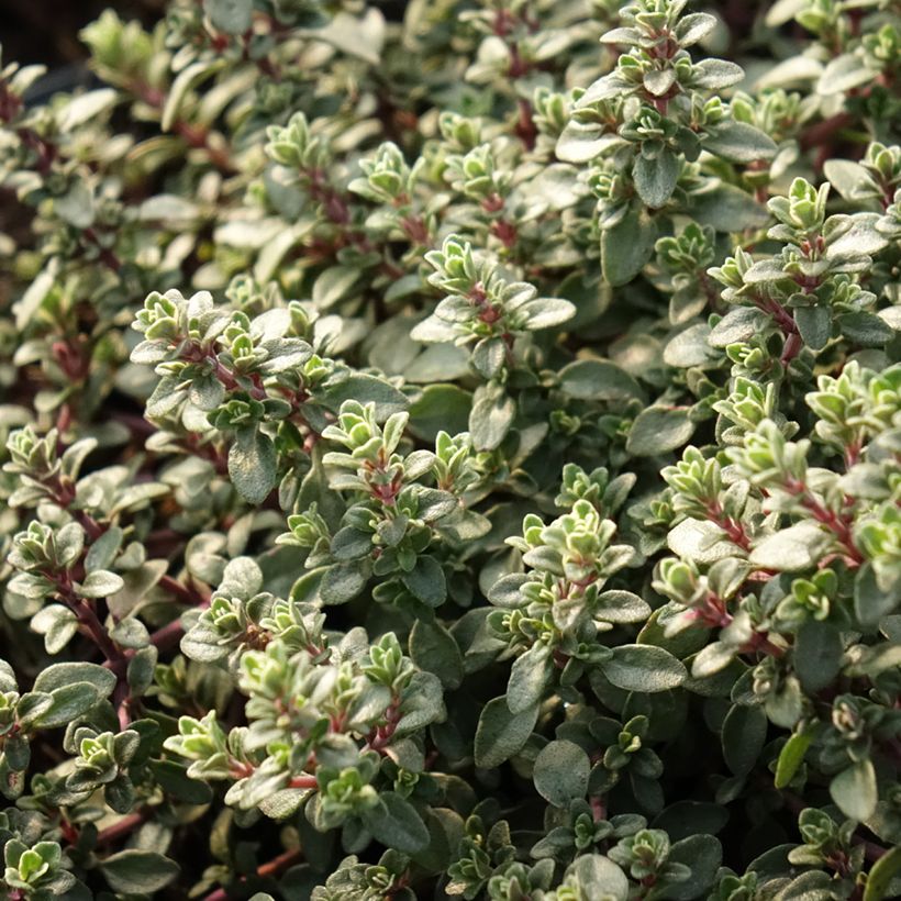 Tomillo Silver Posie (Follaje)