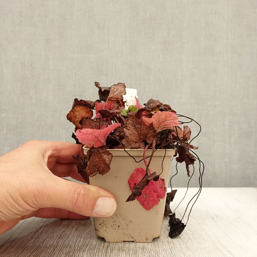 Ejemplar de Tiarella cordifolia Brandywine Maceta de 8/9 cm entregado en otoño