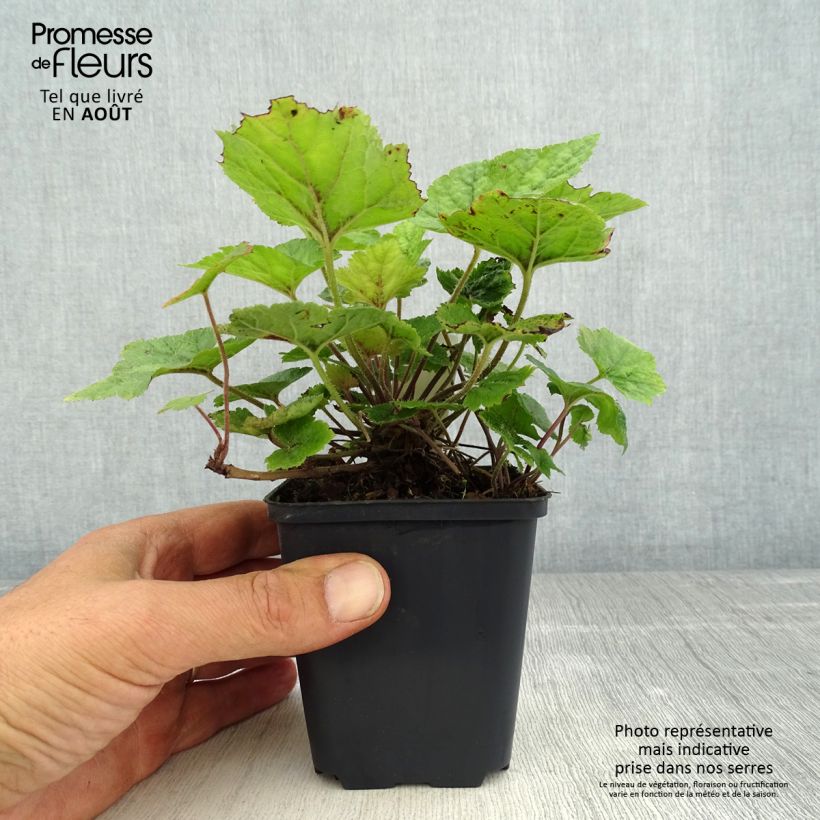 Ejemplar de Tiarella cordifolia Brandywine - Tiarelle cordifoliée Godet de 8/9 cm entregado en verano