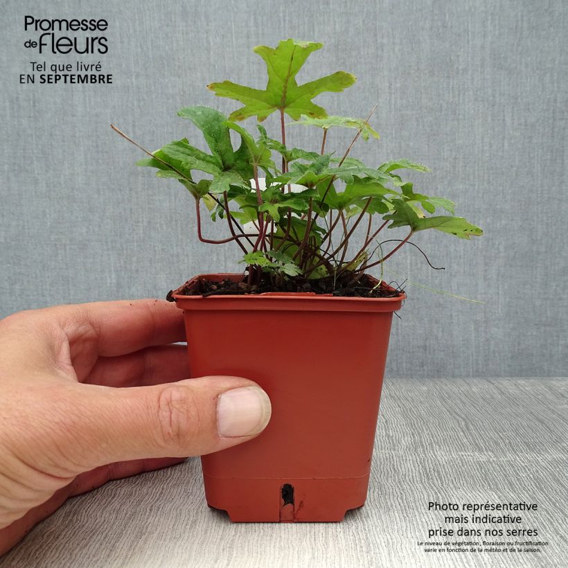 Ejemplar de Tiarella Pink Skyrocket Maceta de 8/9 cm entregado en otoño