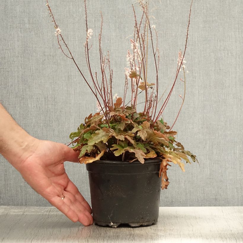 Ejemplar de Tiarella Pink Skyrocket Maceta 2L/3L entregado en otoño