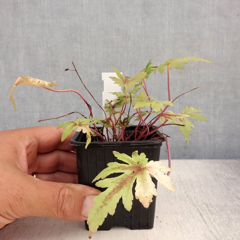 Ejemplar de Tiarella Morning Star Maceta de 8/9 cm entregado en verano