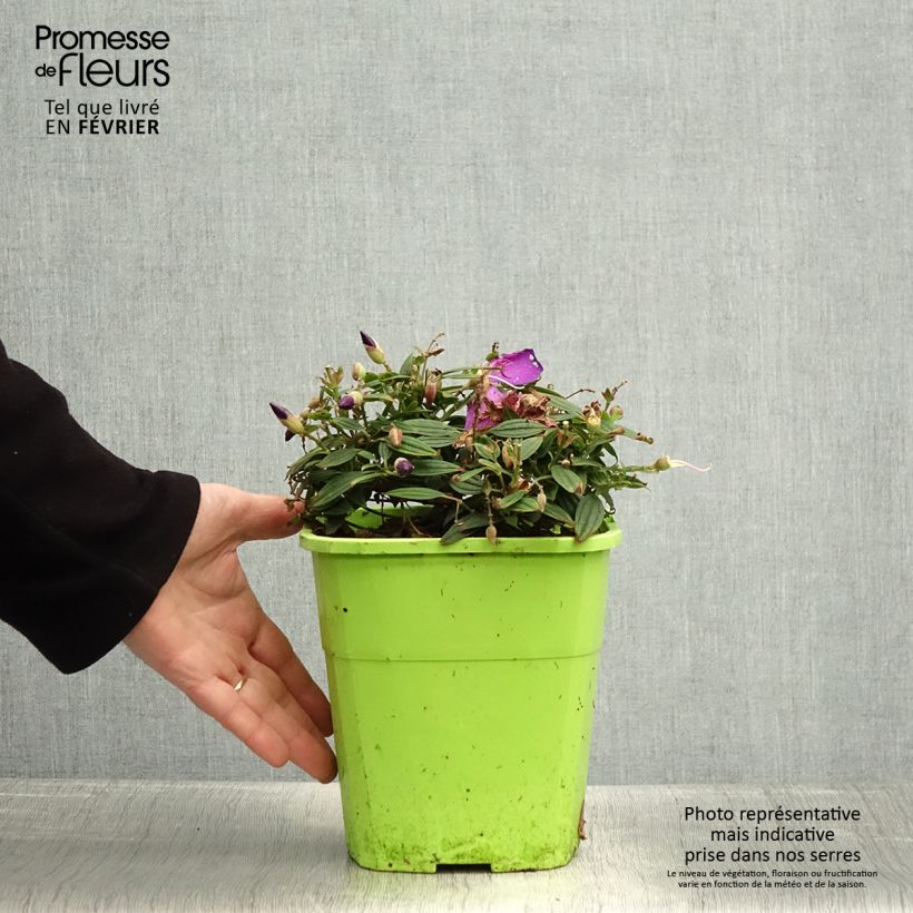Tibouchina Groovy baby Maceta 4L/5L Ejemplar entregado en invierno