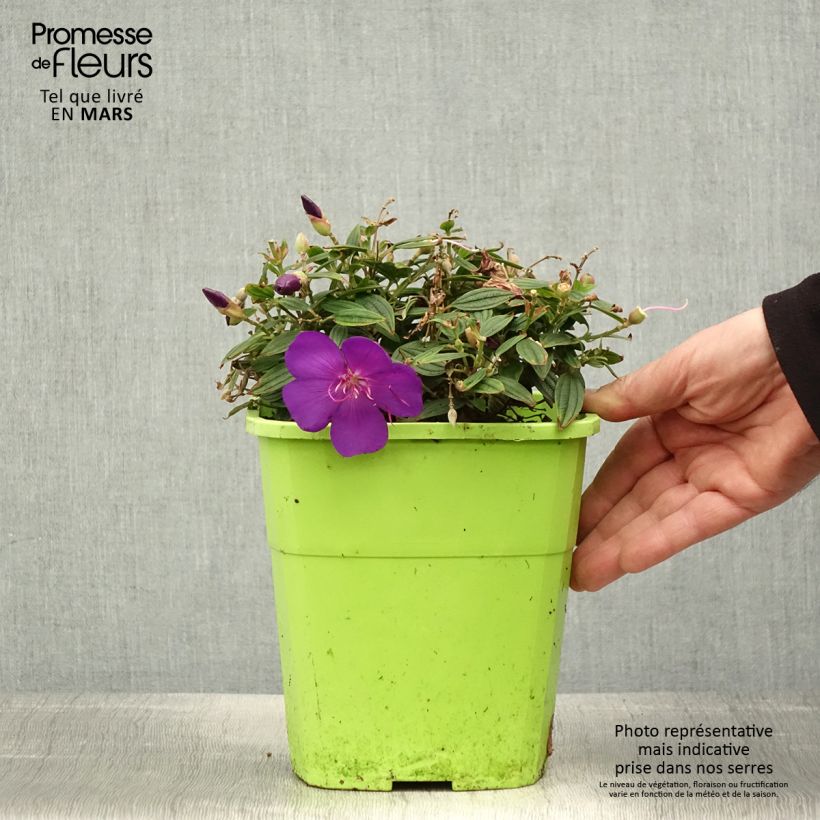 Tibouchina Groovy baby - Tibouchina nain Pot de 2L/3L Ejemplar entregado en la primavera