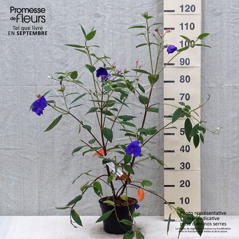 Ejemplar de Tibouchina urvilleana Edwardsii Maceta 3L/4L entregado en otoño