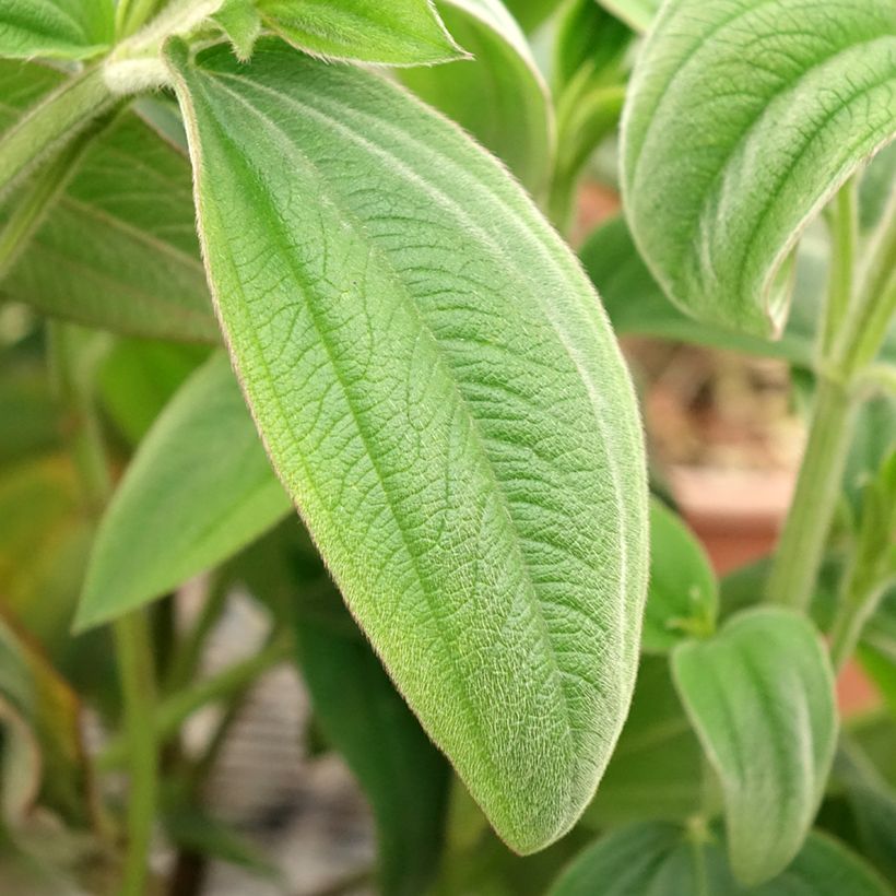 Tibouchina urvilleana (Follaje)