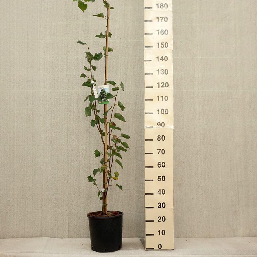 Ejemplar de Tilia cordata Greenspire - Tilo silvestre Maceta 7,5L/10L entregado en otoño
