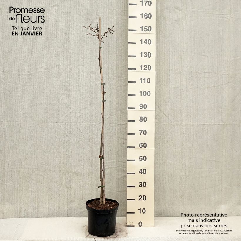 Tilia cordata Lico - Tilo silvestre Maceta 7,5L/10LAltura de entrega aprox. 100/120cm Ejemplar entregado en invierno