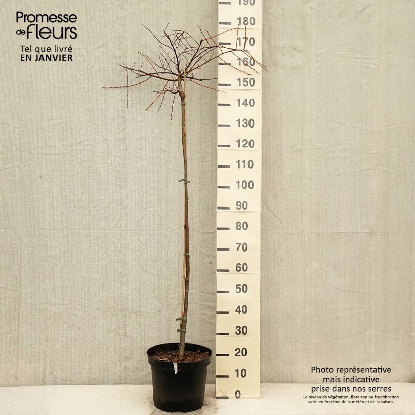 Tilia cordata Kronenberg - Tilo silvestre Maceta 12L/15LAltura de entrega aprox. 120/140cm Ejemplar entregado en invierno