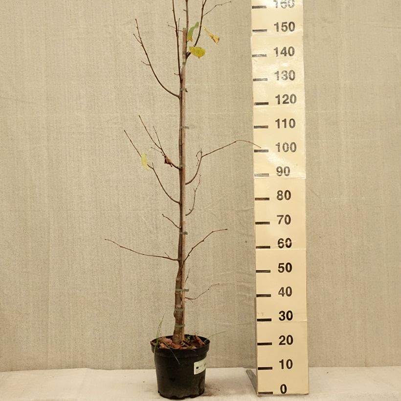 Ejemplar de Tilia cordata Swedish Upright - Tilo silvestre Maceta 7,5L/10L entregado en otoño