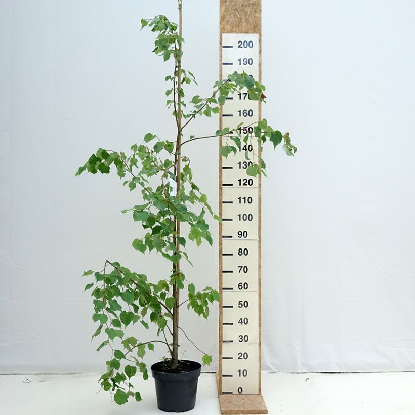 Ejemplar de Tilia cordata - Tilo silvestre Maceta 7,5L/10L entregado en verano
