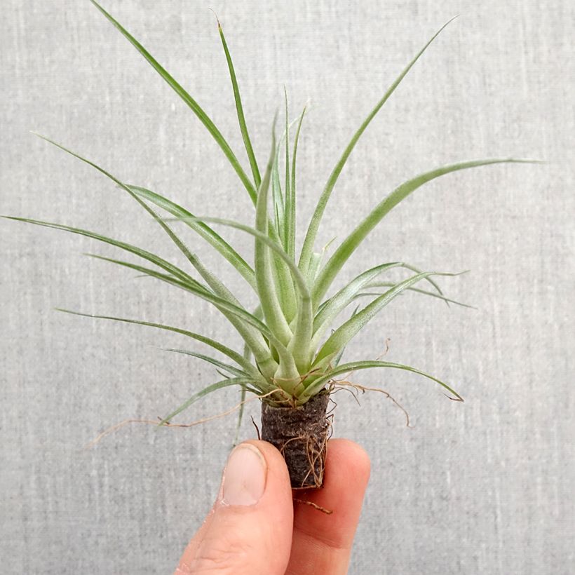 Tillandsia Mizuki - Motte 5 cm x 7 cm Ejemplar entregado en la primavera