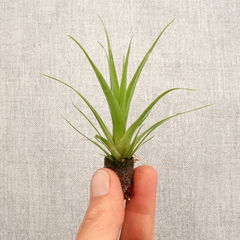 Tillandsia Naomi - Motte 5 cm x 7 cm Ejemplar entregado en la primavera