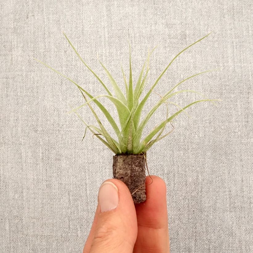 Tillandsia Samantha - Motte 5 cm x 7 cm Ejemplar entregado en la primavera