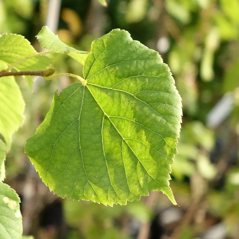 Tilia cordata Swedish Upright - Tilo silvestre (Follaje)
