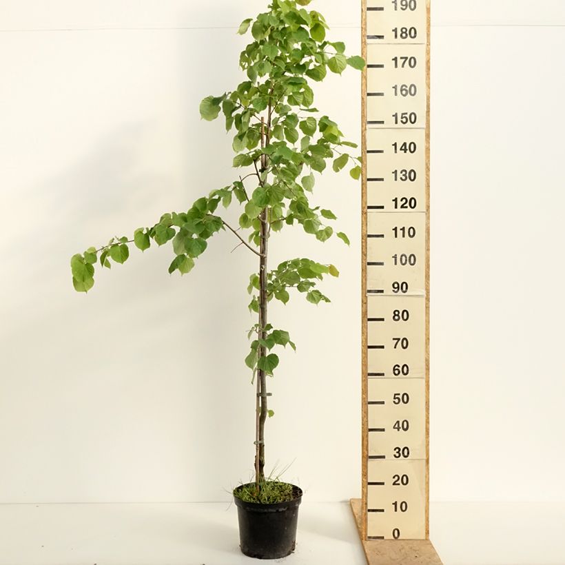 Tilia cordata Swedish Upright - Tilo silvestre Maceta 7,5L/10LAltura de entrega aprox. 80/100cm Ejemplar entregado en la primavera