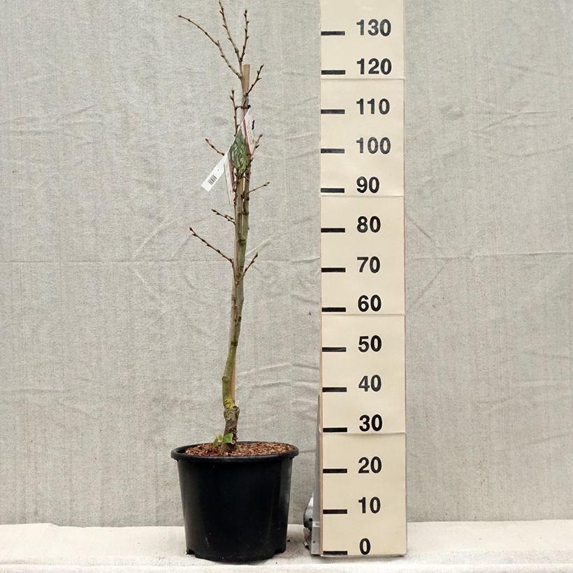 Tilia henryana - Tilo de Henry Maceta 7,5L/10LAltura de entrega aprox. 100/120cm Ejemplar entregado en la primavera