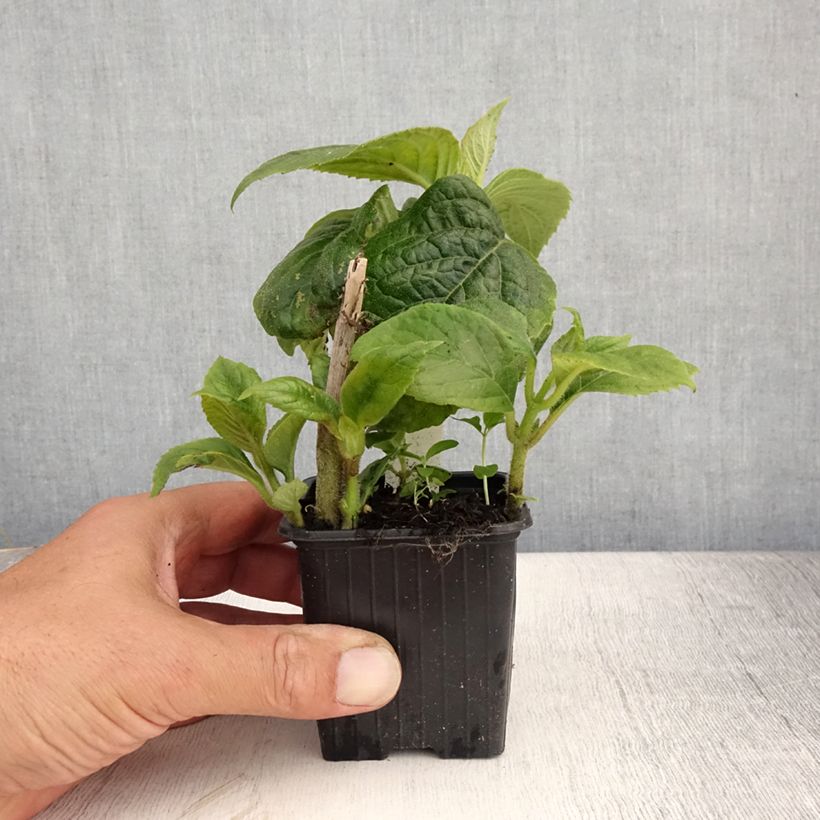 Ejemplar de Titanotrichum oldhamii Maceta de 8/9 cm entregado en verano