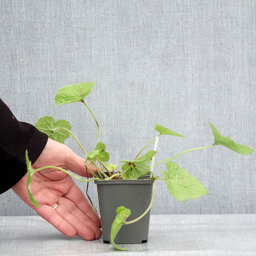 Tolmiea menziesii Cool Gold Maceta de 8/9 cm Ejemplar entregado en invierno
