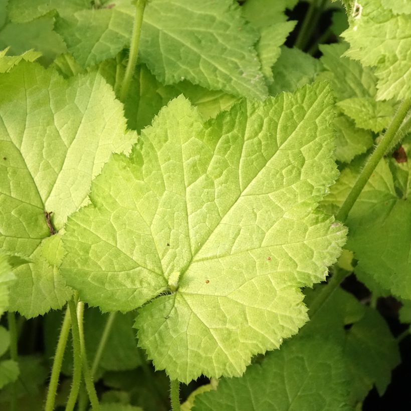 Tolmiea menziesii Cool Gold (Follaje)