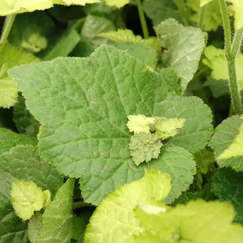 Tolmiea menziesii Cool Gold (Follaje)