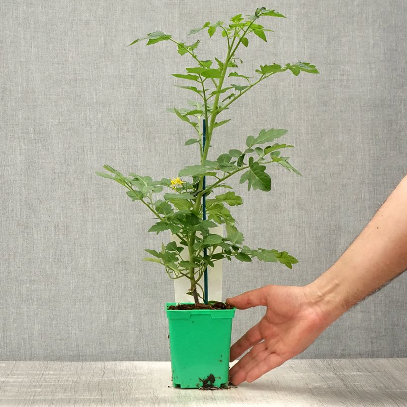 Tomate cherri Harmony F1 Maceta de 10 cm/11 cm Ejemplar entregado en la primavera