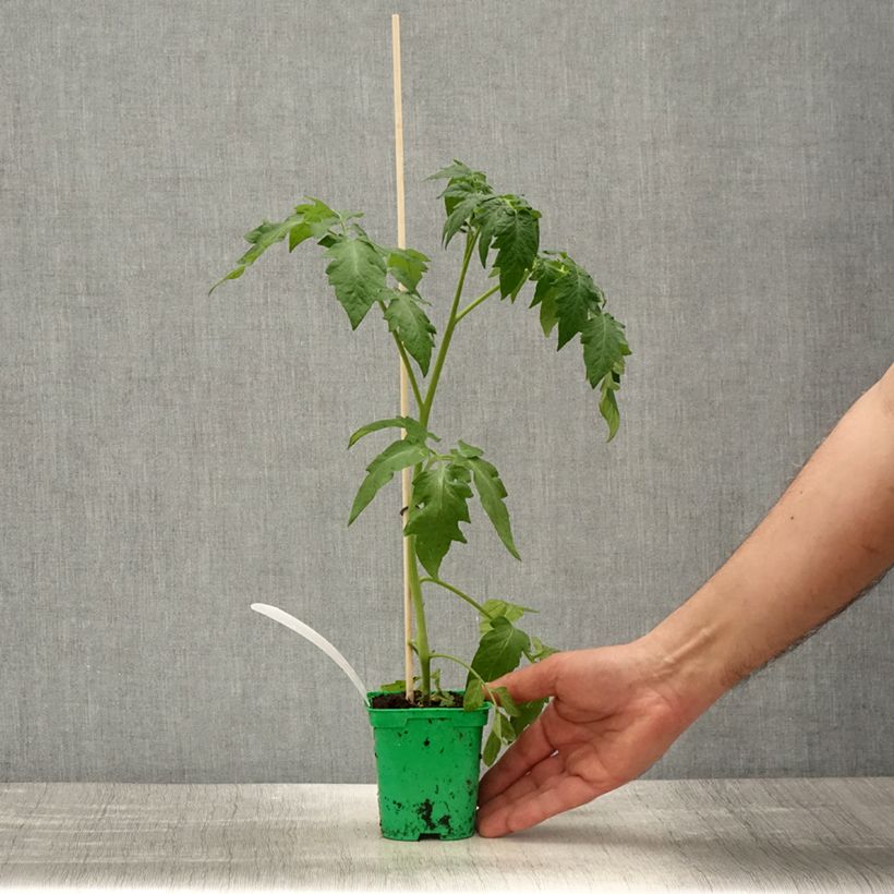 Tomate Rose Crush (planta interjada) Maceta de 10 cm/11 cm Ejemplar entregado en la primavera