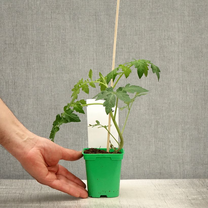 Tomate Saint-Pierre (planta) Maceta de 10 cm/11 cm Ejemplar entregado en la primavera