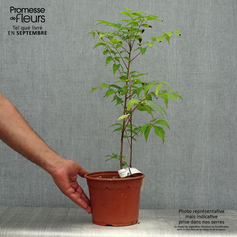 Ejemplar de Toona sinensis Flamingo - Caoba china Maceta 2L/3L entregado en otoño