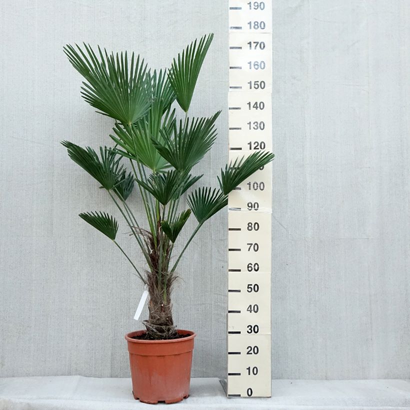 Ejemplar de Trachycarpus wagnerianus Maceta 12L/15L entregado en otoño