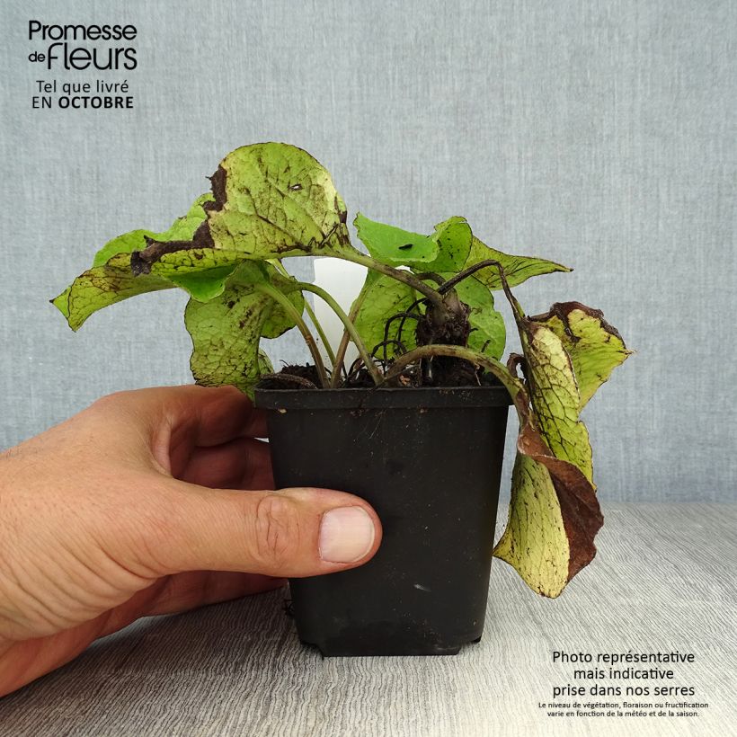 Ejemplar de Trachystemon orientalis Maceta de 8/9 cm entregado en otoño