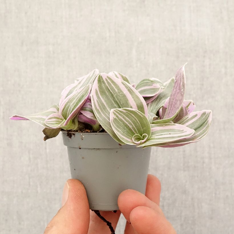 Tradescantia cerinthoides Sweetness - Planta amor de hombre Mini-plante Ejemplar entregado en la primavera