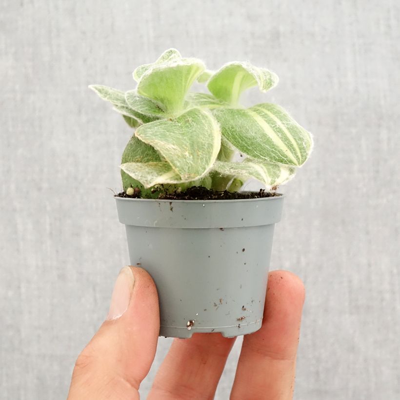 Tradescantia sillamontana Variegata - Planta amor de hombre Mini-plante Ejemplar entregado en la primavera