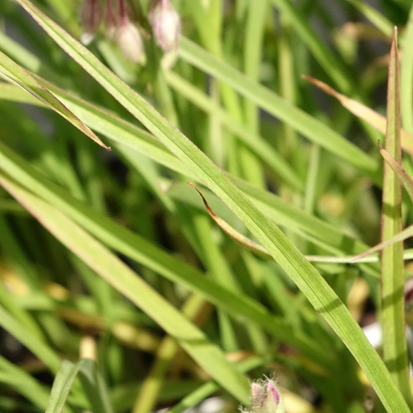 Tradescantia virginiana Brevicaulis (Follaje)