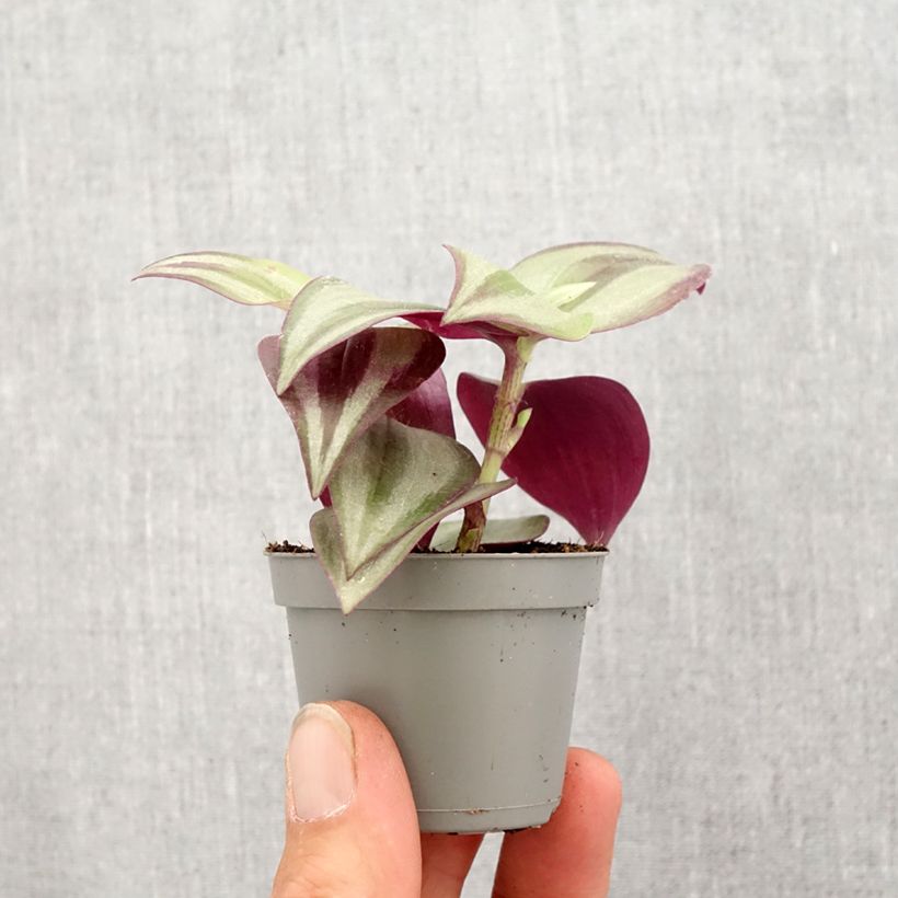 Tradescantia zebrina Pink Joy - Planta amor de hombre Mini-plante Ejemplar entregado en la primavera