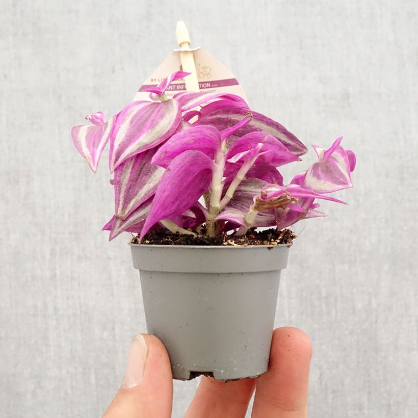Tradescantia zebrina Pink Paradise - Planta amor de hombre Mini-plante Ejemplar entregado en la primavera