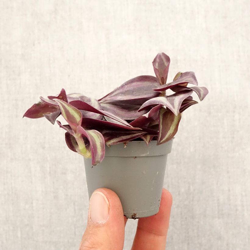 Tradescantia zebrina Purple Joy - Planta amor de hombre Mini-plante Ejemplar entregado en la primavera