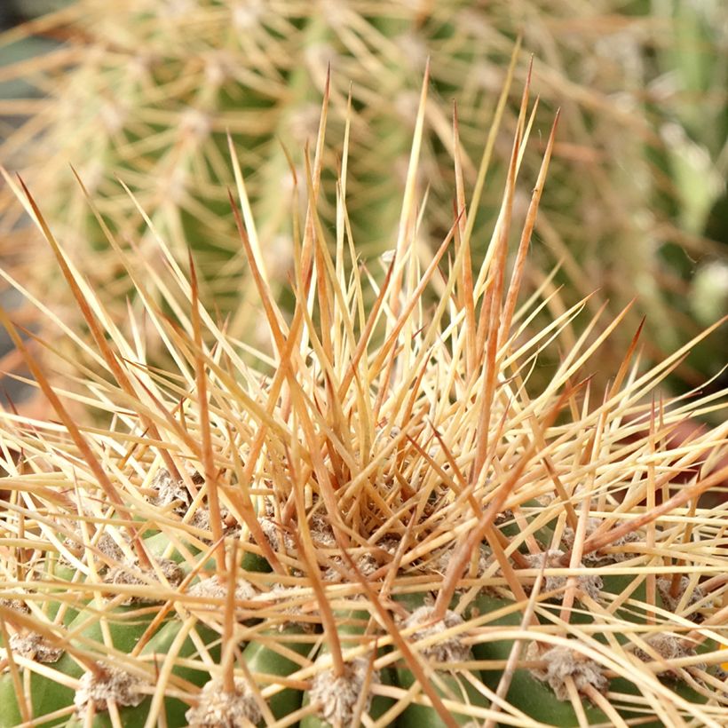 Trichocereus terscheckii - Cactus (Follaje)