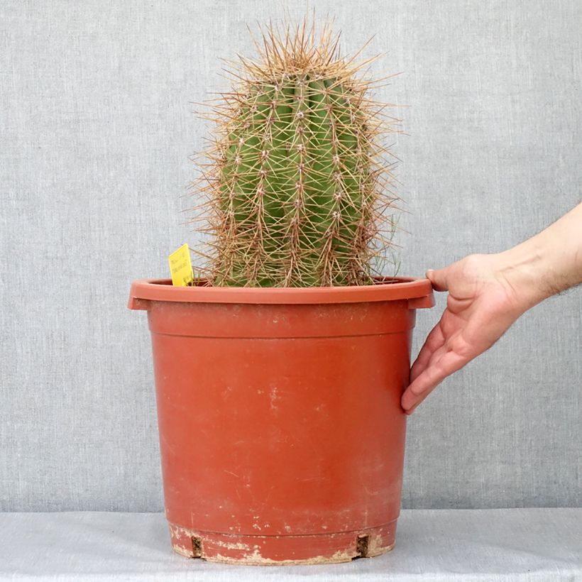 Trichocereus terscheckii - Cactus cierge Maceta 12L/15L Ejemplar entregado en la primavera