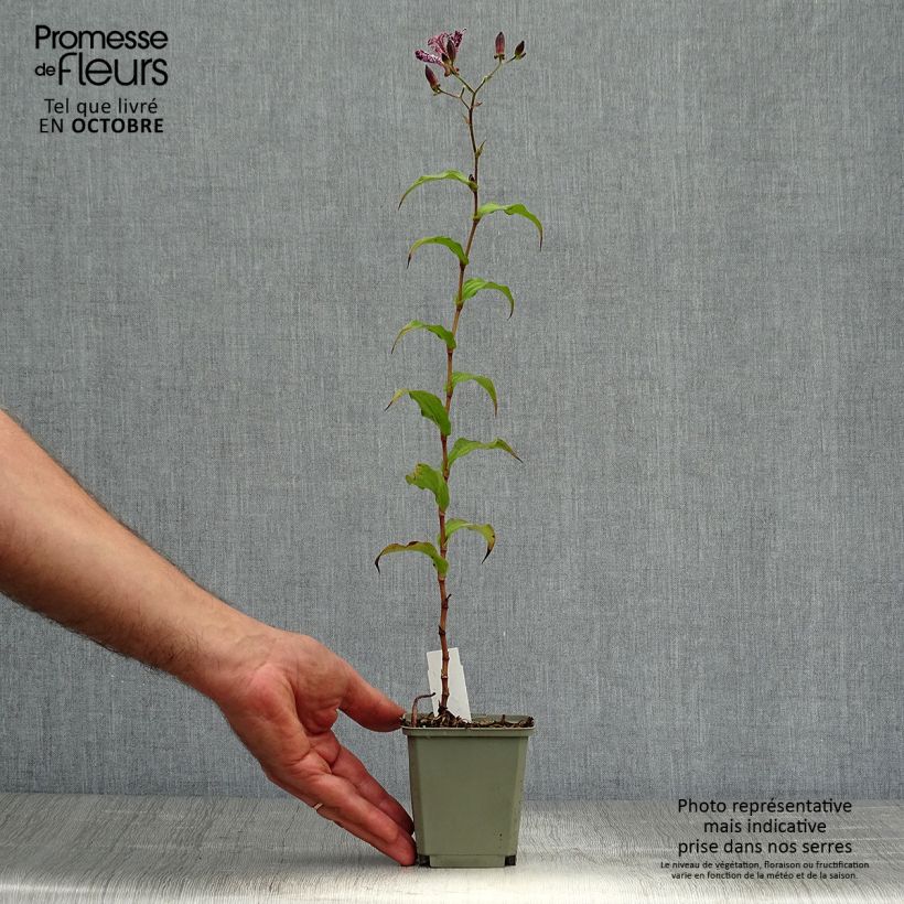Ejemplar de Tricyrtis hirta formosana Sinonome - Lirio sapo Maceta de 8/9 cm entregado en otoño