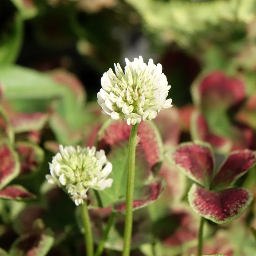 Trifolium repens Estelle - Trébol blanco (Floración)