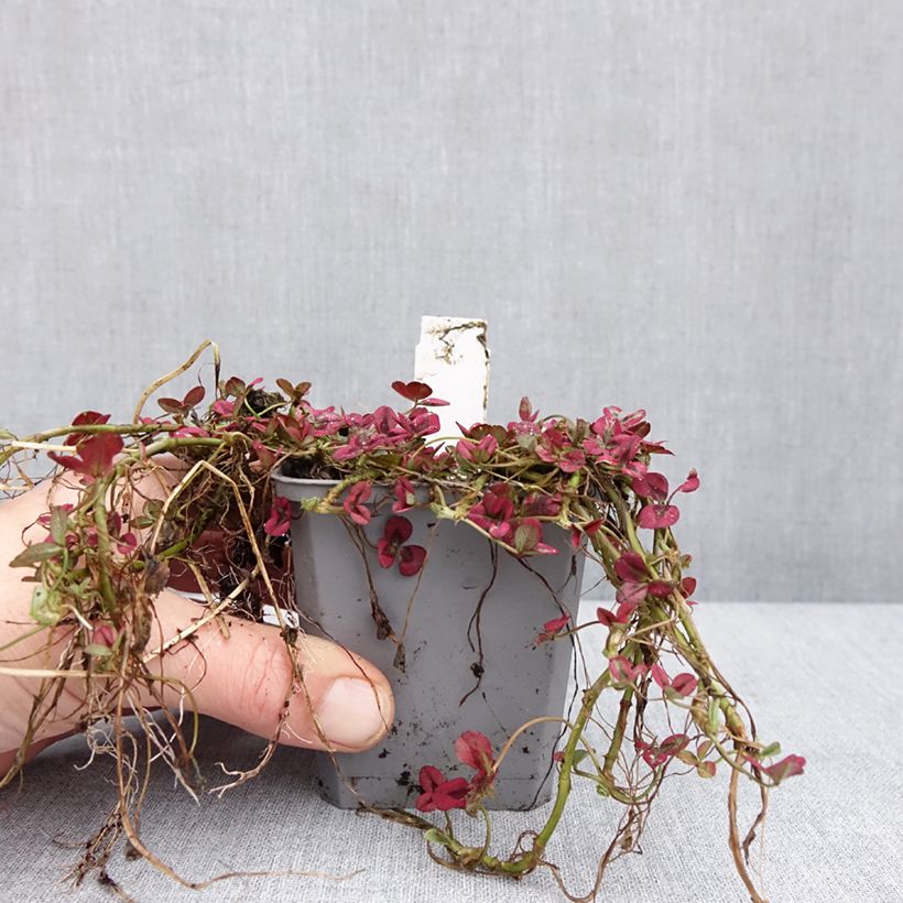Trifolium repens Isabella - Trébol blanco Maceta de 8/9 cm Ejemplar entregado en invierno