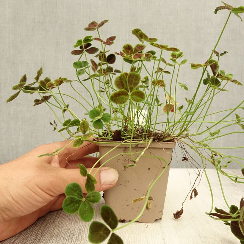 Ejemplar de Trifolium repens Pentaphyllum - Trébol blanco Maceta de 8/9 cm entregado en verano
