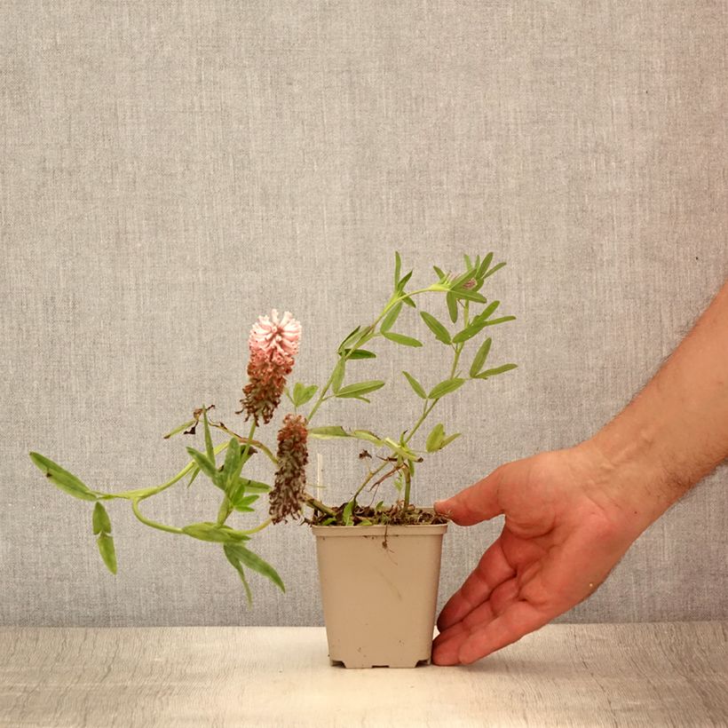 Ejemplar de Trifolium rubens Peachy Pink - Alfalfa roja Maceta de 8/9 cm entregado en verano