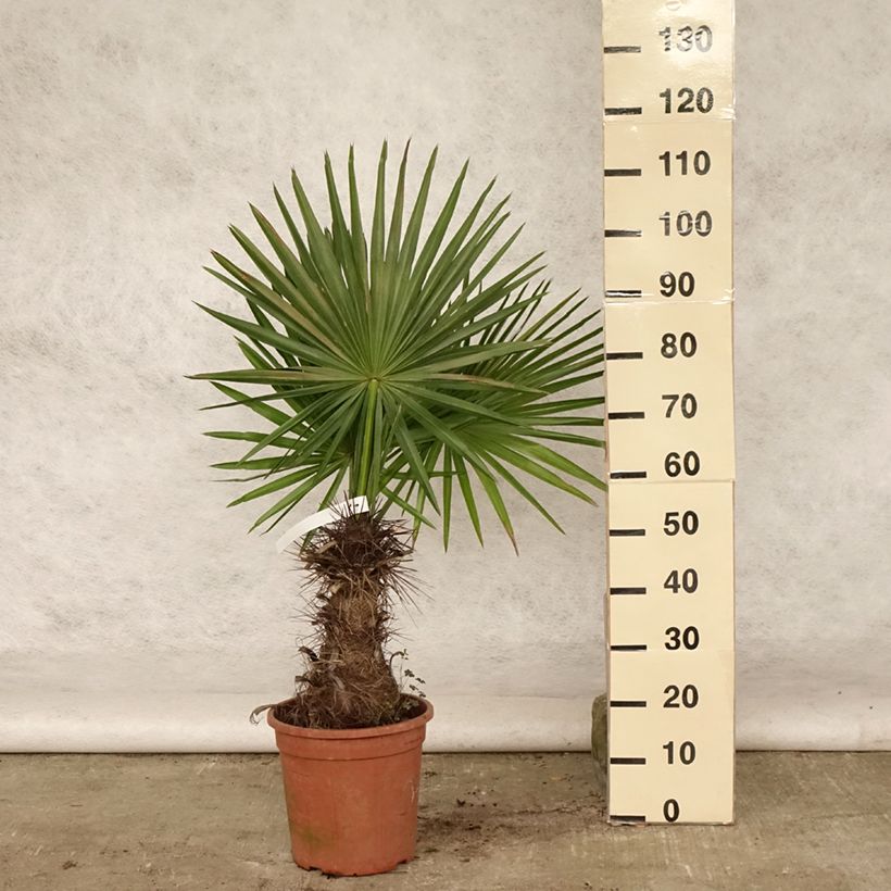 Ejemplar de Trithrinax campestris - Caranday Maceta 7,5L/10LAltura de entrega aprox. 40/50cm entregado en verano
