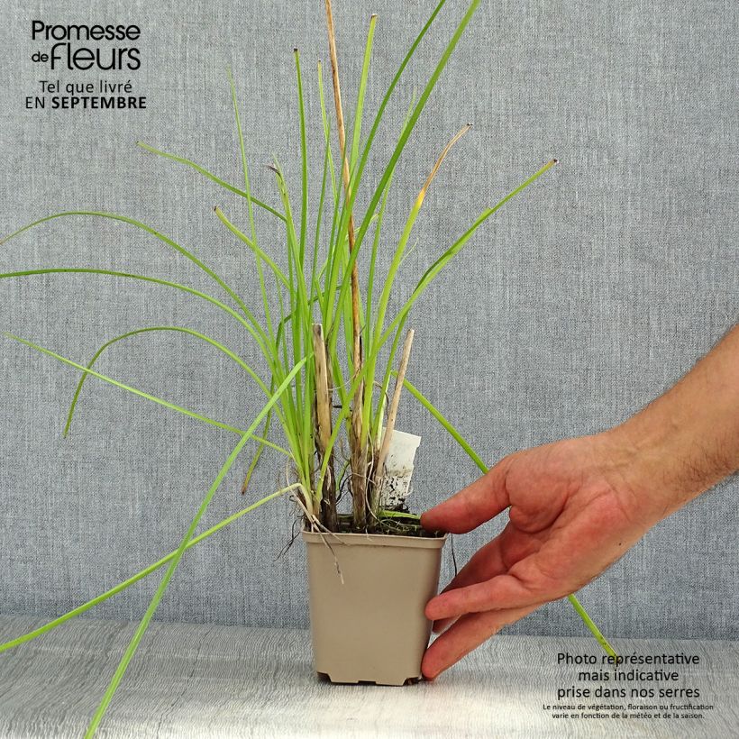 Ejemplar de Kniphofia Banana Popsicle Maceta de 8/9 cm entregado en verano