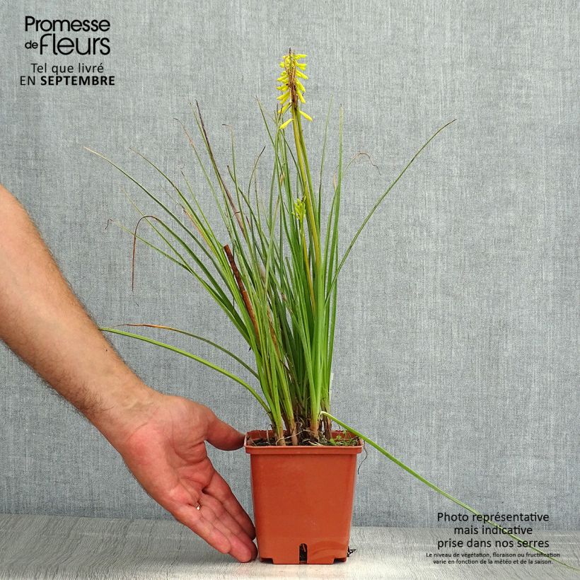 Ejemplar de Kniphofia Lemon Popsicle Maceta de 8/9 cm entregado en verano