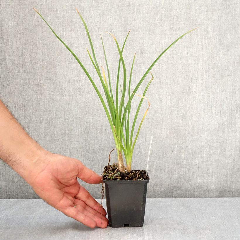 Ejemplar de Kniphofia Mango Popsicle Maceta de 8/9 cm entregado en verano