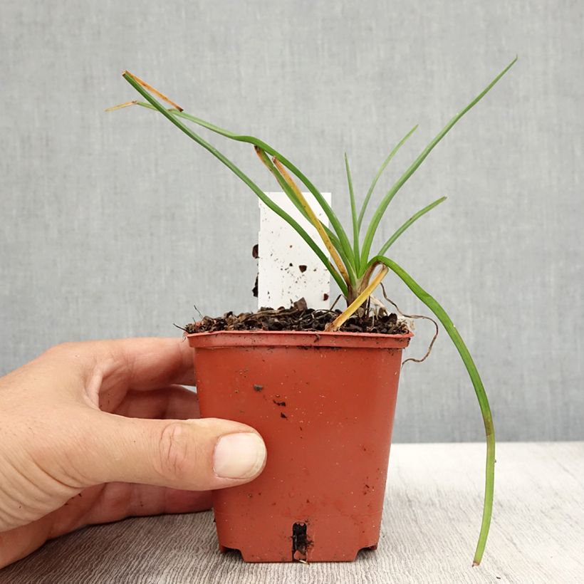 Ejemplar de Kniphofia Mango Popsicle Maceta de 8/9 cm entregado en otoño