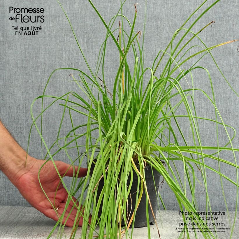 Ejemplar de Kniphofia uvaria Nancy's Red Maceta 2L/3L entregado en verano